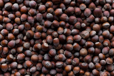 background of the hazelnutの写真素材