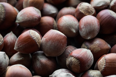 background of the hazelnutの写真素材