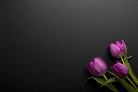 Colorful spring tulips flowers on black background. Top view with copy space. Three pink tulips isolated on blackの写真素材