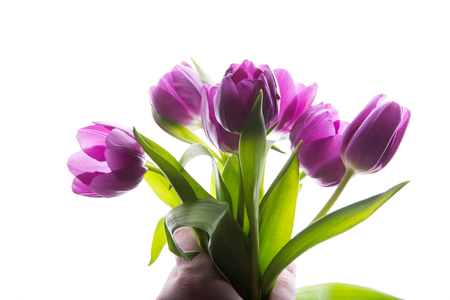 Bouquet of purple tulip flowers in man hand isolated, copy space. Man holding bunch of tulips. copy space for your text.の写真素材