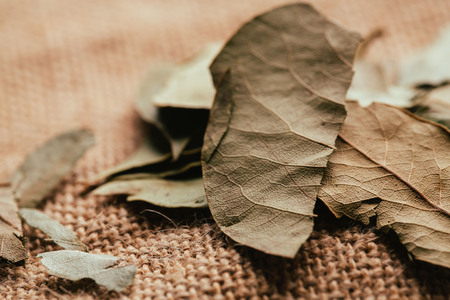 few laurel leaves on light fabric sacking.の写真素材