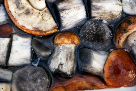 Fresh mushroomsの写真素材