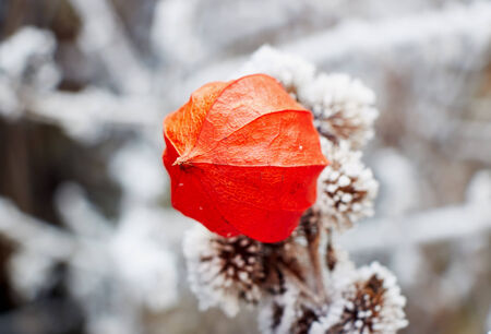 Frozen physalisの写真素材