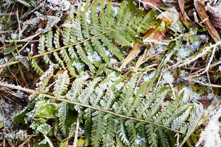 Frozen fern on the groundの写真素材