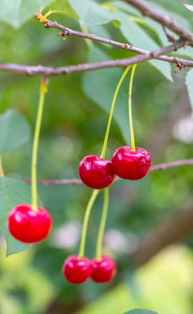 Ripe juicy red cherry on a tree with green leaves in summer