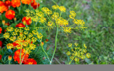 Blooming green dill in the vegetable garden in summer