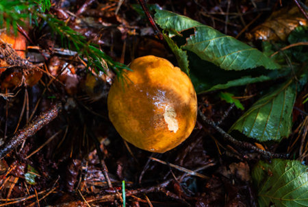 White mushroom (Boletus edulis) in the forest after the rain against the background of old treesの写真素材