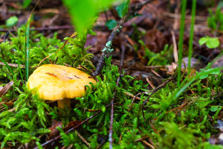 Close-up of small orange chanterelles growing among the green grass in a pine forest. Glade of...