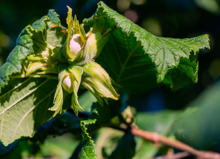 Ripening hazelnut on a tree in the summer in the sunの写真素材
