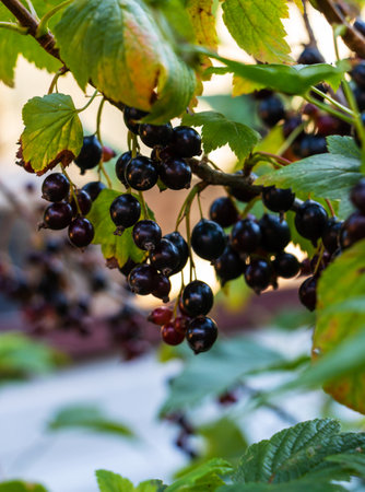 Ripe juicy blackcurrant on branches with green foliage in summer