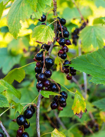 Ripe juicy blackcurrant on branches with green foliage in summerの写真素材