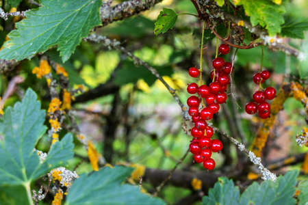 Ripe juicy redcurrant on branches with green foliage in summer