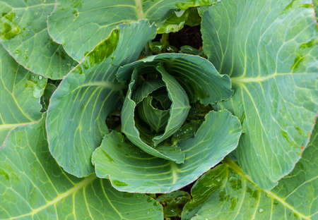 Juicy fresh white cabbage after rain in the vegetable gardenの写真素材