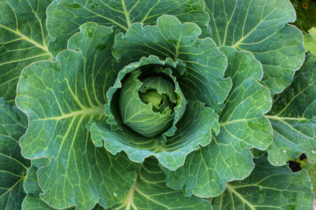 Juicy fresh white cabbage after rain in the vegetable gardenの写真素材