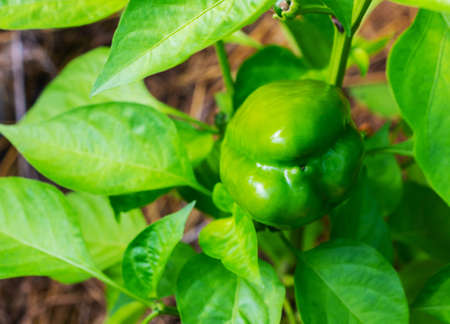 Sweet juicy green pepper ripening on a branch in a greenhouseの写真素材