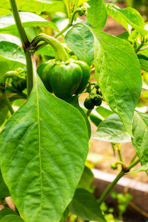 Sweet juicy green pepper ripening on a branch in a greenhouseの写真素材