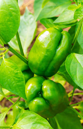 Sweet juicy green pepper ripening on a branch in a greenhouseの写真素材