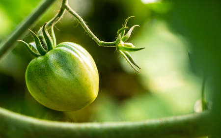 Unripe green tomatoes on a branch in a vegetable gardenの写真素材