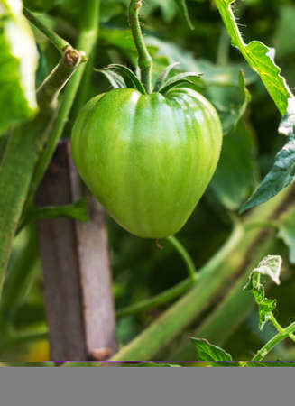 Unripe green tomatoes on a branch in a vegetable gardenの写真素材