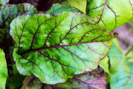Leaf of red beet in the vegetable garden in summer