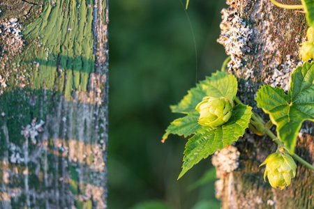 Ripe green hops on the branches in the garden in the rays of the setting sun against the background of an old wooden fenceの写真素材