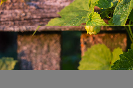 Ripe green hops on the branches in the garden in the rays of the setting sun against the background of an old wooden fenceの写真素材