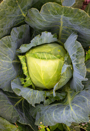 Juicy fresh white cabbage after rain in the vegetable gardenの写真素材