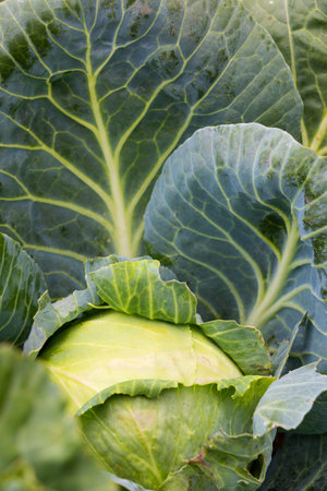 Juicy fresh white cabbage after rain in the vegetable garden