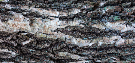 Background - relief bark of old Birch with moss