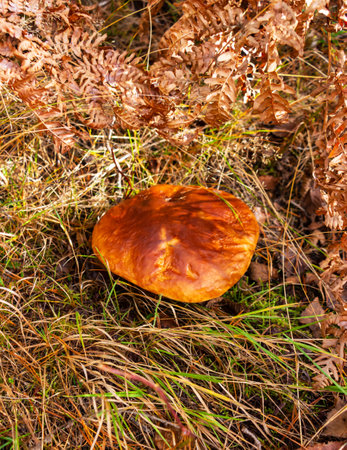 White mushroom (Boletus edulis) in the autumn forest after the rain against the background of old...