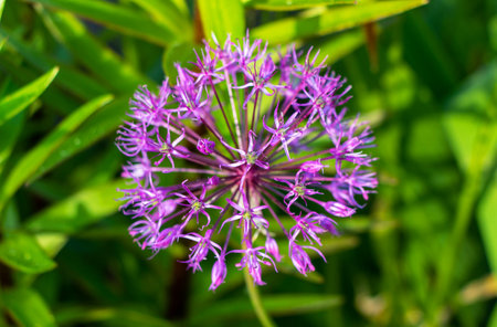 Purple Allium flower in garden, Belarus. (Allium giganteum)