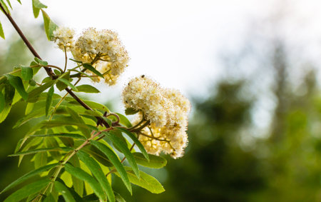 Sorbus aucuparia. White flowers on a green background.