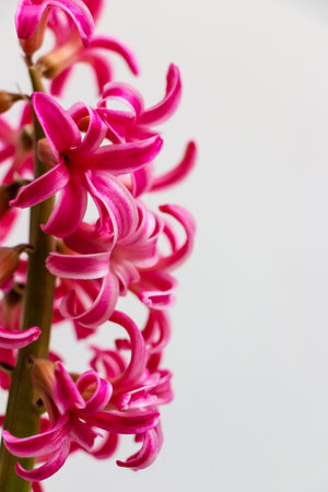 Pink hyacinth isolated on white background. Shallow depth of fieldの写真素材