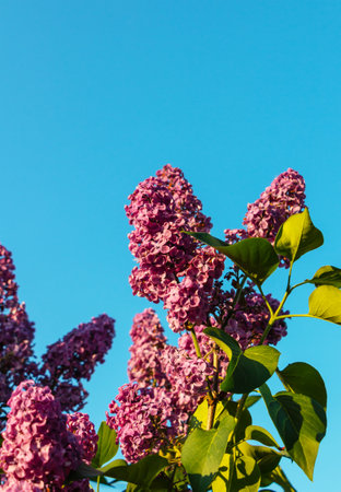 Purple lilac flowers on blue sky background. spring flowers.の写真素材