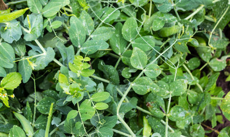 Pea plant in the garden. Pea plant in the garden.の写真素材