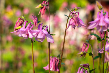 Aquilegia vulgaris, commonly known as the common columbine, is a species of flowering plant in the family Columbaceae.の写真素材