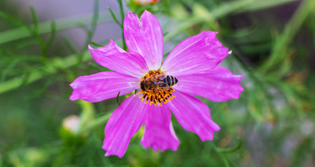 Bee on pink cosmos flower in the garden. Selective focus.