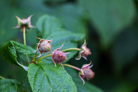 White raspberry flower blooms on a branch outdoors in the garden in summer