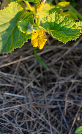 Yellow flower of pumpkin with green leaves in the garden in springの写真素材
