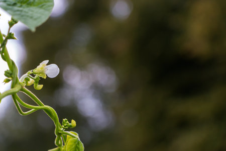 Close up of blooming white bean flower on blurred green background.
