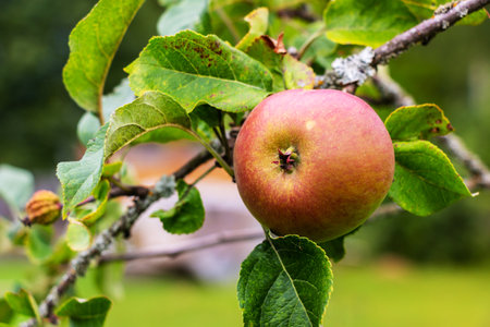 Apple tree with ripe red apples in orchard. Selective focus.