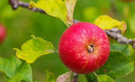 Ripe red apple on a branch of apple tree in the gardenの写真素材