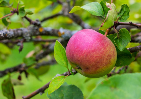 Ripe apples on a branch of apple tree in orchard.の写真素材