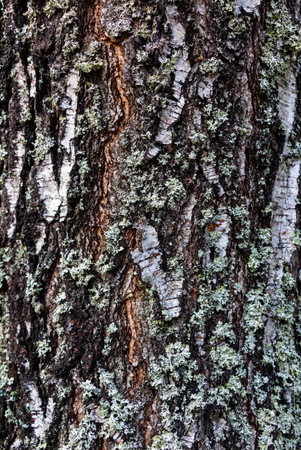 Bark of trees with moss and lichen. Natural background.