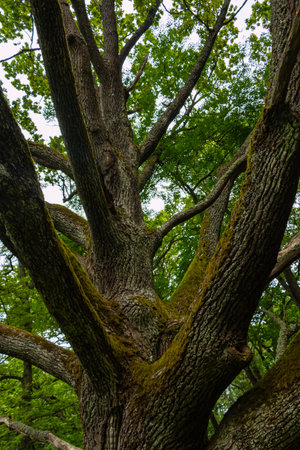 Old oak tree in the forest, close-up. Natural background