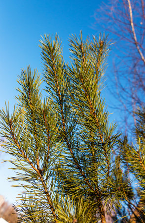 Pine branches on a background of blue sky. Pine branches on a background of blue skyの写真素材