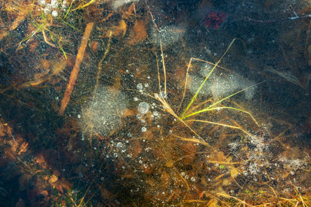 Transparent thin ice covered the swamp with yellow autumn grass in winterの写真素材