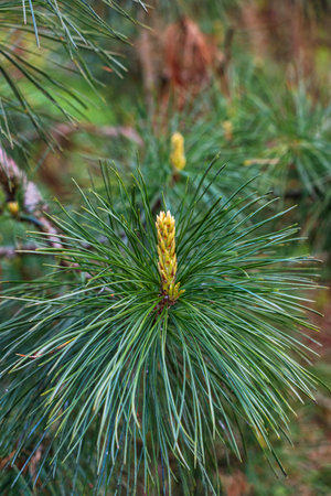 Evergreen cedar branch with small cone and green needle in early springの写真素材