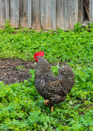 Rooster in the yard on a background of green grass and wooden fenceの写真素材