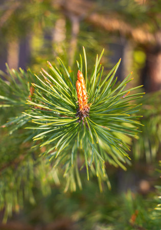 Evergreen cedar branch with small cone and green needle in early springの写真素材